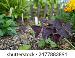 Material of False Shamrock blooming in the park