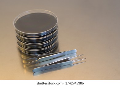 Material For A Research In Vitro Experiment: Petri Dishes Containing Culture Medium And Forceps