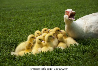 Maternal Instinct And Protection. Mother Goose Protecting Her Cubs