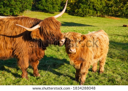 Maternal love of Scotish cows (Highland cattle)