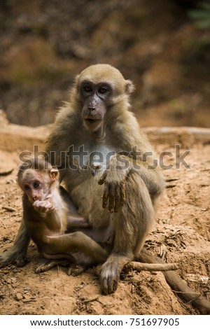 Mather and infant Assam Macaque monkey in the forest