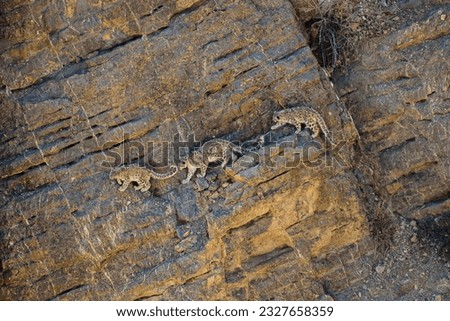 Mather snd son, Snow Leopard walk in the Rock. At Spiti Vallay, India.