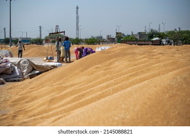 Mathura, Uttar Pradesh, March 9 2022:  Labor weigh and Making wheat sack at a kosi kalan grain market, Mathura, Uttar Pradesh, India.