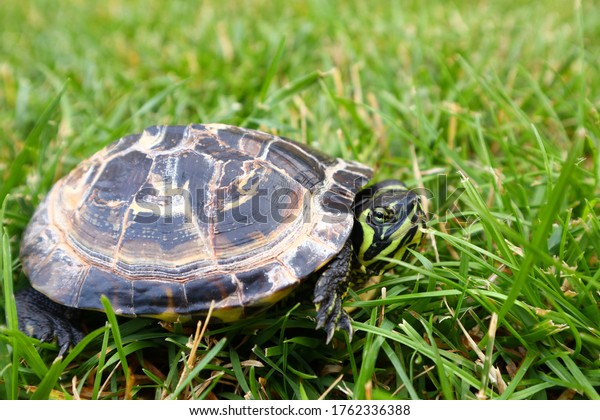 Matilda Happy Turtle Posing Picture While Stock Photo 1762336388 ...