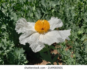 Matilija Poppy Growing In Sierra Madre California