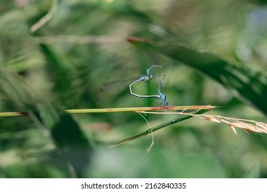 Mating Azure Damselfly In Nature