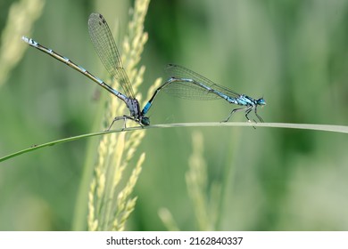 Mating Azure Damselfly In Nature