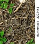 Mating Ball of Snakes:  each spring thousands of Red Sided Garter Snakes (thamnophis sirtalis parietalis) emerge from limestone caves, males pull each other away by their tails in an attempt to mate.