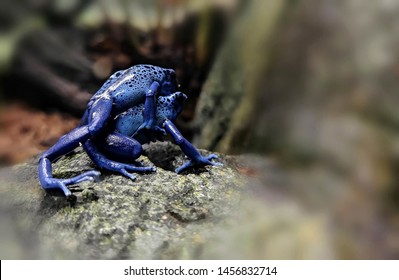 Imagenes Fotos De Stock Y Vectores Sobre Rainforest Forest