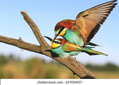 Mating Birds Of Paradise .bee-eate, Wild Birds