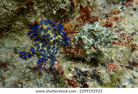 The mating blue-ringed octopus was seen in the intertidal area of Serangan - Bali on April, 2018