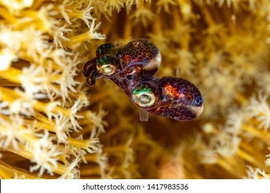 Mating Bobtail Squid (order Sepiolida) Are A Group Of Cephalopods Closely Related To Cuttlefish