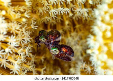 Mating Bobtail Squid (order Sepiolida) Are A Group Of Cephalopods Closely Related To Cuttlefish