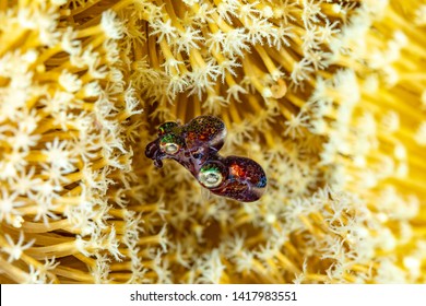 Mating Bobtail Squid (order Sepiolida) Are A Group Of Cephalopods Closely Related To Cuttlefish