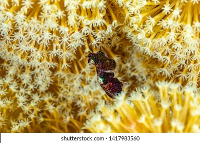 Mating Bobtail Squid (order Sepiolida) Are A Group Of Cephalopods Closely Related To Cuttlefish