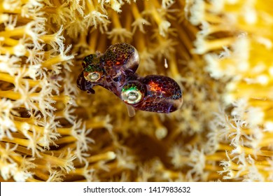 Mating Bobtail Squid (order Sepiolida) Are A Group Of Cephalopods Closely Related To Cuttlefish