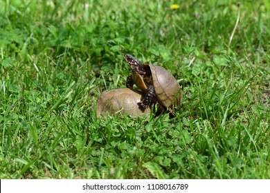 1 Turtle porn 图片、库存照片和矢量图 | Shutterstock