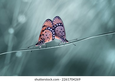 mating butterflies blue background