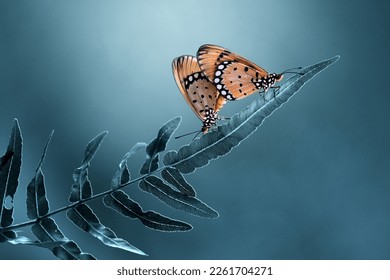 mating butterflies blue background