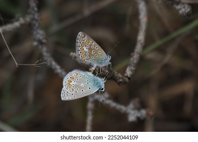 Mating butterflies branch
