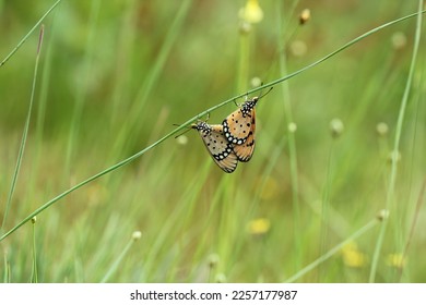 mating butterflies grass stalk against green background