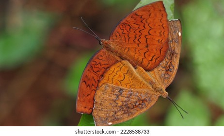 mating butterflies  Mating pair Ariadne merione   Ariadne ariadne