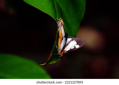 Mating butterflies perch the leaves for long time 