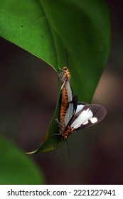 Mating butterflies perch the leaves for long time 