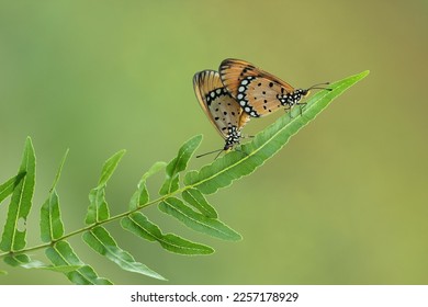 mating butterflies perched beautiful green leaf