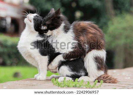 Mating cats. Cute cats mating in front of the camera. A pets in nature.