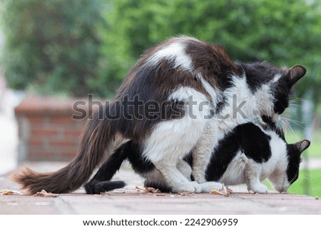 Mating cats. Cute cats mating in front of the camera. A pets in nature.