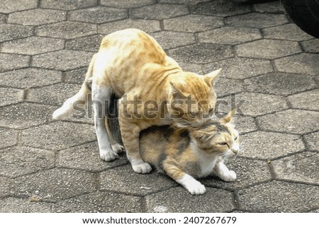 Mating cats. Cute cats mating in front of the camera. A pets in nature.

