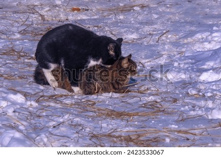 Mating cats on snow in stable yard. Basic instinct. Cat love. Cat with hugs cat. On snow, there are remnants of hay and straw around.