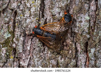 Mating Cicadas Forming A Sort Of Heart Shape Together