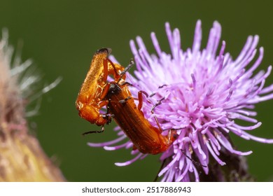 Mating Common Red Soldier Beetles (Rhagonycha fulva) on a thistle flower. Macro shot showcasing the insects' vibrant orange color and mating behavior in their natural habitat. - Powered by Shutterstock