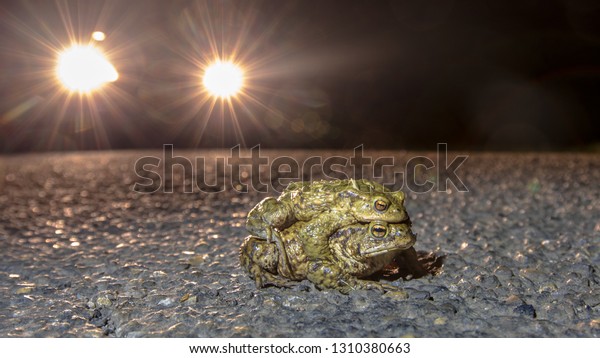Mating common toads (Bufo bufo)\
crossing road while headlights of car are approaching in the\
night
