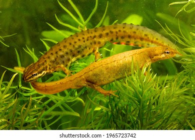 Mating couple of Triturus vulgaris or Smooth newt walking parallel but with heads and tail in opposite direction under water