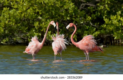 Mating dance Caribbean flamingos ( Phoenicopterus ruber ruber ) on pond in Cuba. 