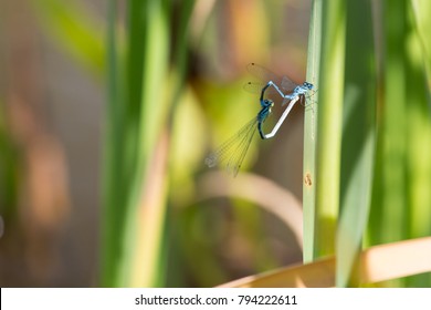 Mating dragonflies on a leaf