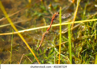Mating dragonflies on a sunny day. These dragonflies are mating and continue their generation