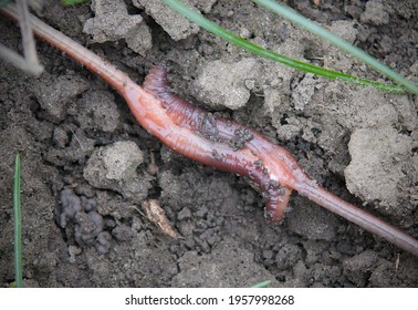 Mating Of Earthworms (Lumbricus Terrestris) Occurs Due To Gluing 