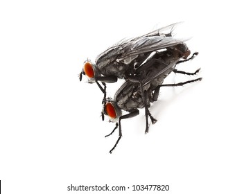 Paarungsflaumen, zwei gängige graue Flyes einzeln auf weißem Hintergrund, Extrem-Nahaufnahme-Makro auf einem grauem Insekt mit roten Augen, Details von wirbellosen Tieren, Vermin
