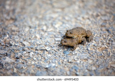 Mating Frogs (Bombina Variegata)