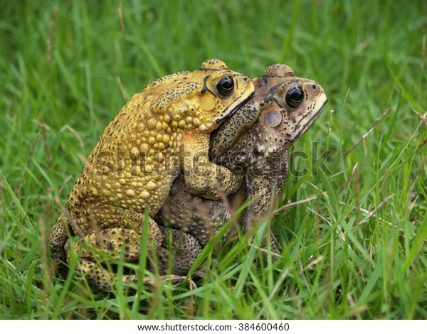 Mating frogs in the grass