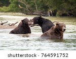 The mating games of bears on the Kurilskoye Lake, Kamchatka, Russia