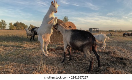 Mating Games Of Goats On The Farm. High Quality Photo