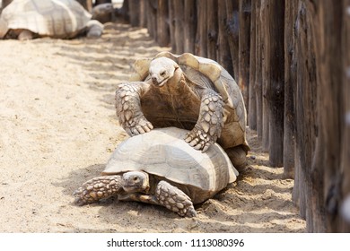 Mating Tortoises Zoo Stock Photo 767607766 | Shutterstock