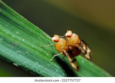 Mating golden colored Homoneura hirayamae (Hirayamashimabae) fly couple (Natural+flashlight, close-up macro photography) - Powered by Shutterstock