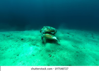 Mating Green Turtles In The Red Sea