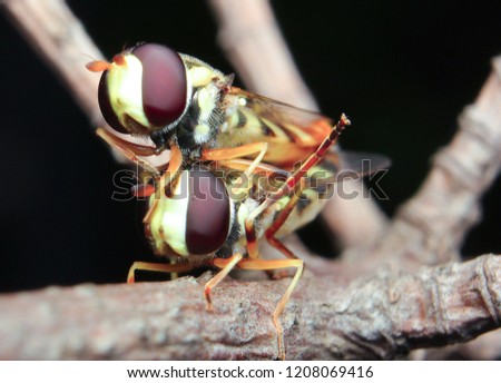 mating insect romace